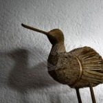 seagrass-bird-display-2