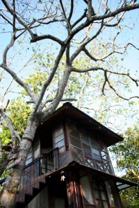tree-house