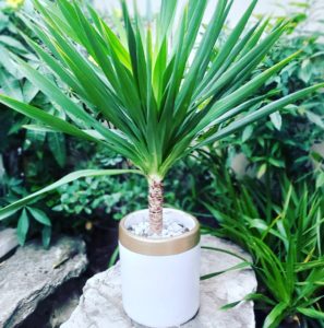 Yucca plant on white pot